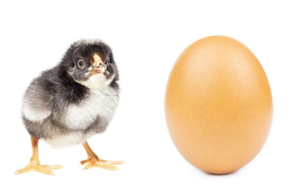 Baby chick with egg.
