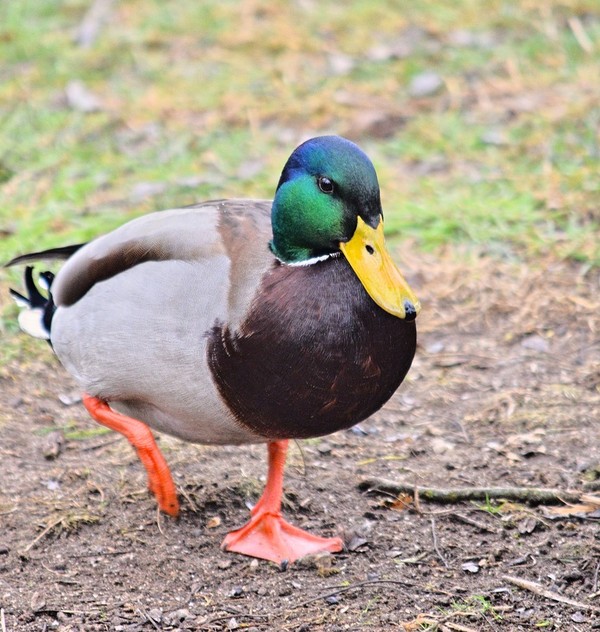 Mallard duck.