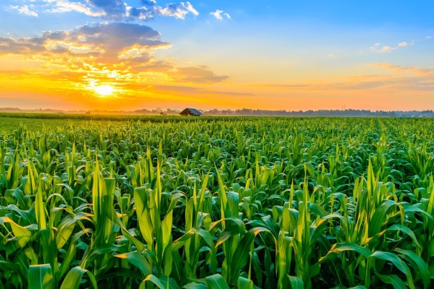 The Parable of the Bitcorn: How Bitcoin ETFs Work