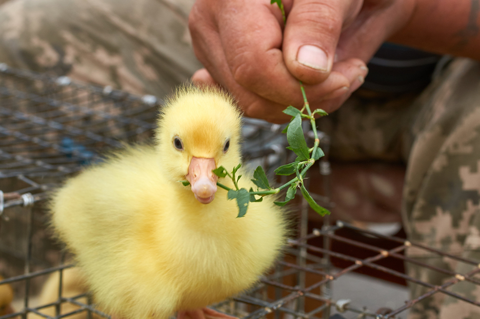 Baby chick