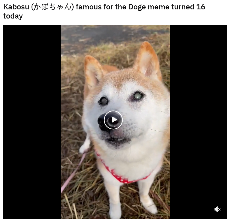 Doge meme