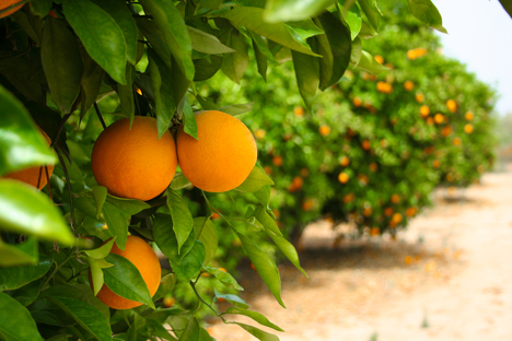 Row of orange trees.